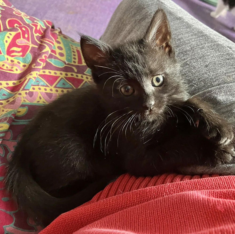 Sanderling - Photo 3