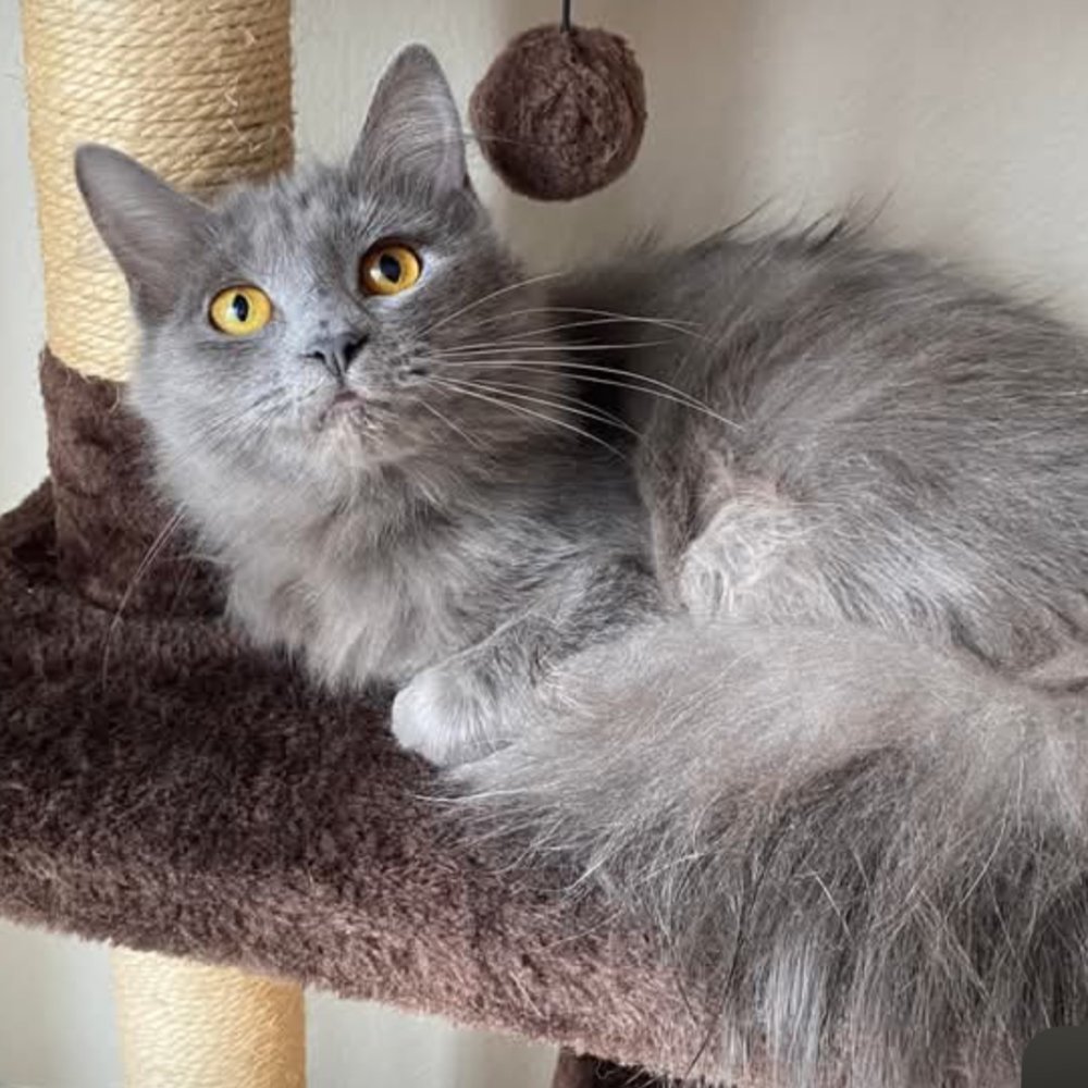 SQUIRREL - Domestic Medium Hair available for adoption