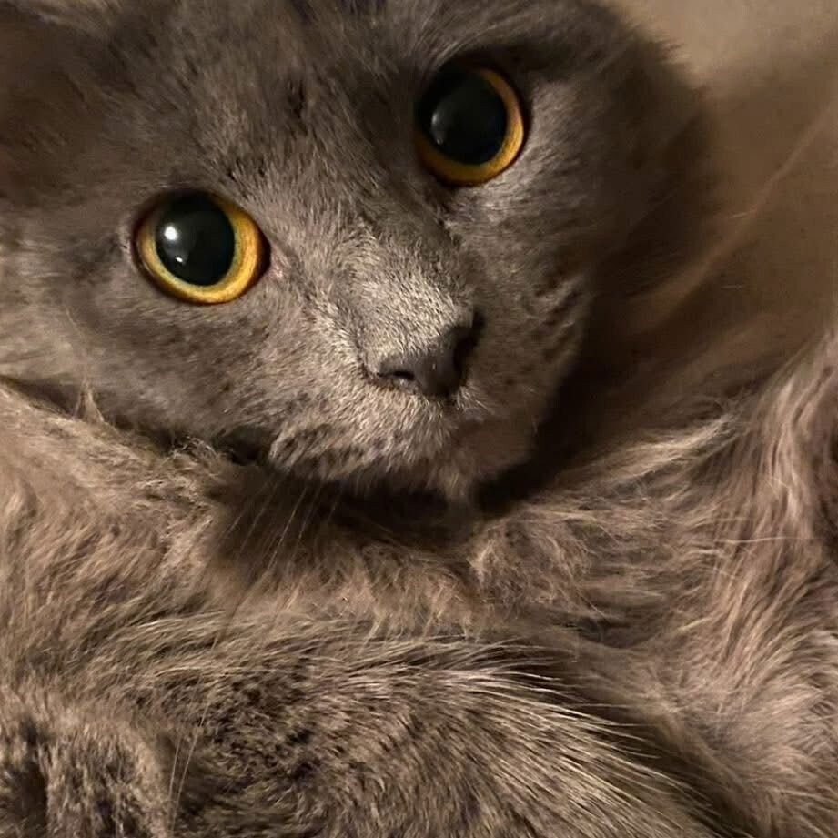 SQUIRREL - Domestic Medium Hair available for adoption