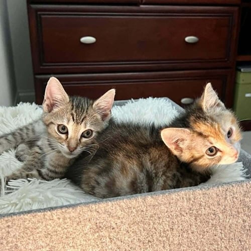 CARNITAS - Domestic Short Hair for adoption in Asheville
