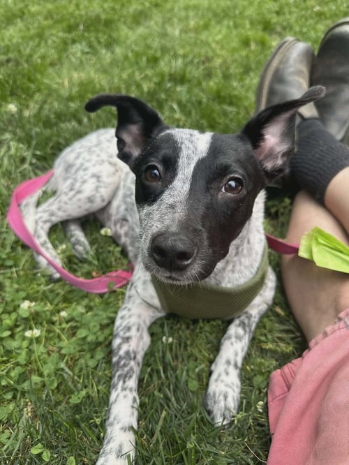 NUMA - Terrier available for adoption
