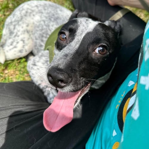 NUMA - Terrier available for adoption