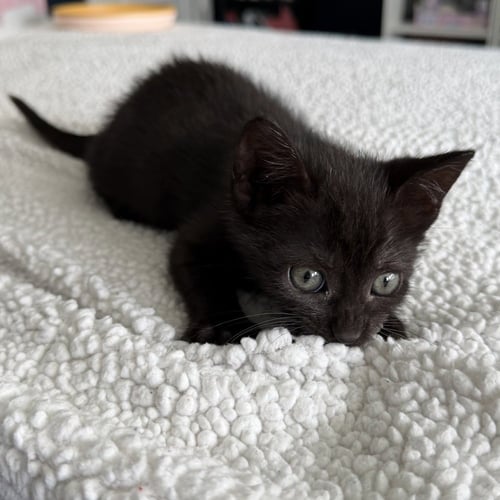 CORINNE - Domestic Short Hair available for adoption
