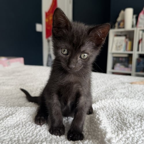 CORINNE - Domestic Short Hair available for adoption