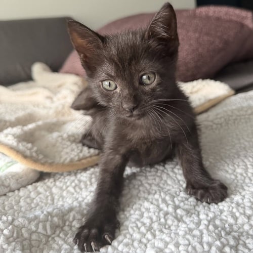 CORINNE - Domestic Short Hair available for adoption
