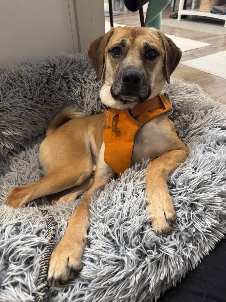 CARAMEL FRAPPE - Terrier available for adoption