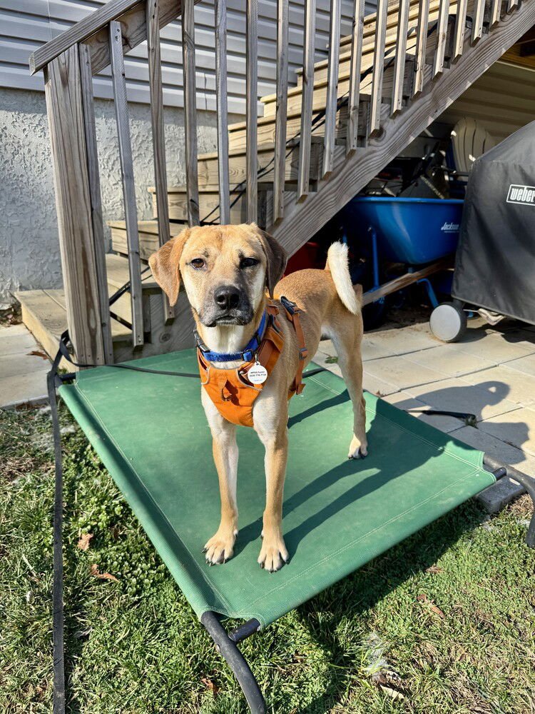 Caramel Frappe - Photo 4