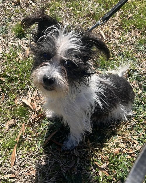 LINA - Terrier available for adoption