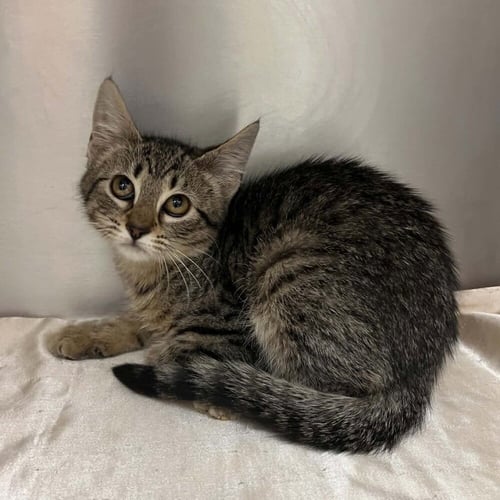 CLOVER - Domestic Short Hair available for adoption