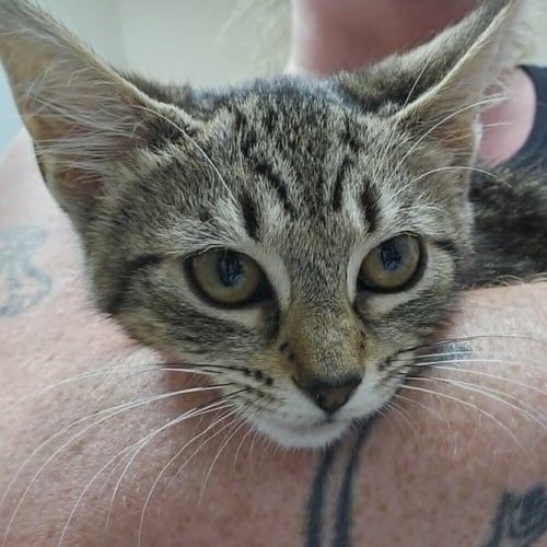 CLOVER - Domestic Short Hair available for adoption