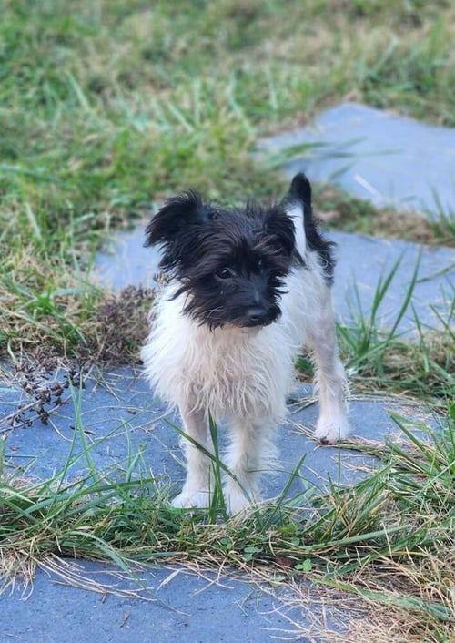 BUTTERCUP - Terrier available for adoption
