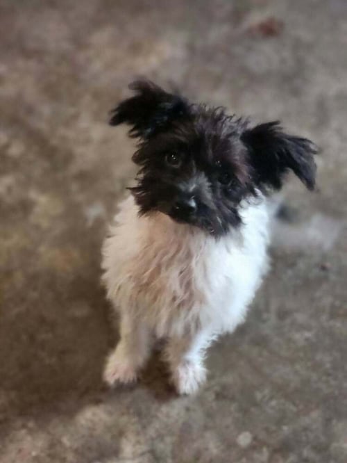 BUTTERCUP - Terrier available for adoption
