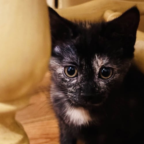 ROMA - Domestic Short Hair available for adoption
