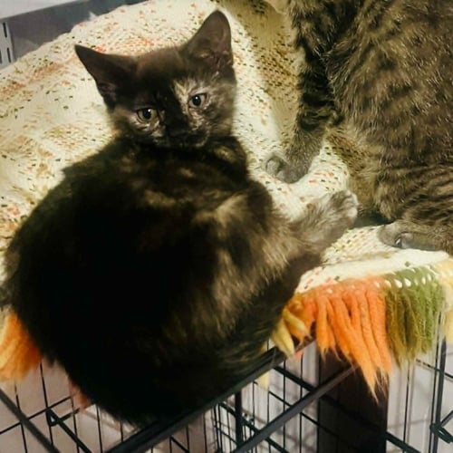 ROMA - Domestic Short Hair available for adoption