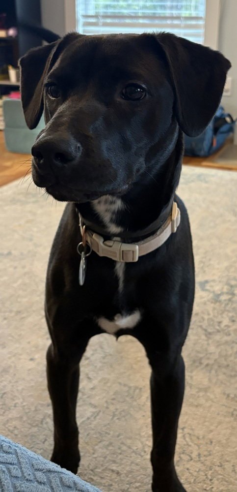 COSMO - Terrier available for adoption