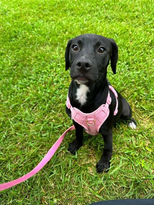 FINITA - Terrier available for adoption
