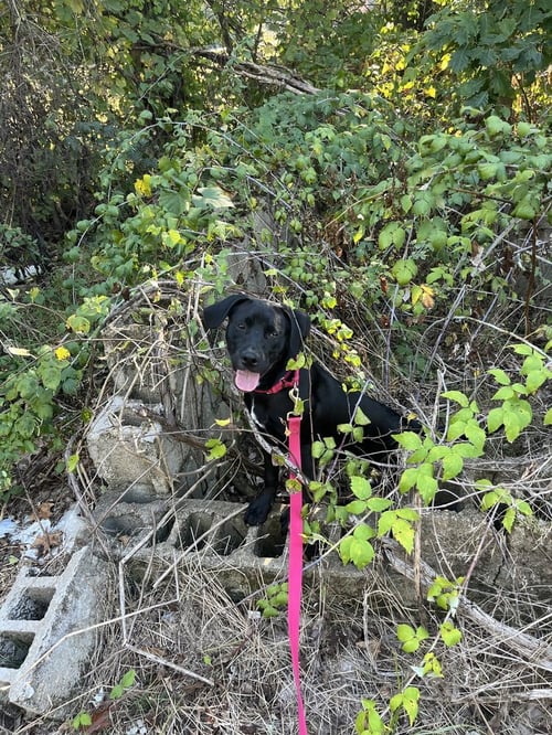 FINITA - Terrier available for adoption