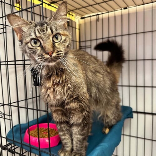 BORDEAUX - Domestic Medium Hair available for adoption