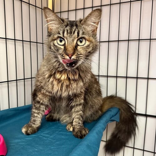 BORDEAUX - Domestic Medium Hair available for adoption
