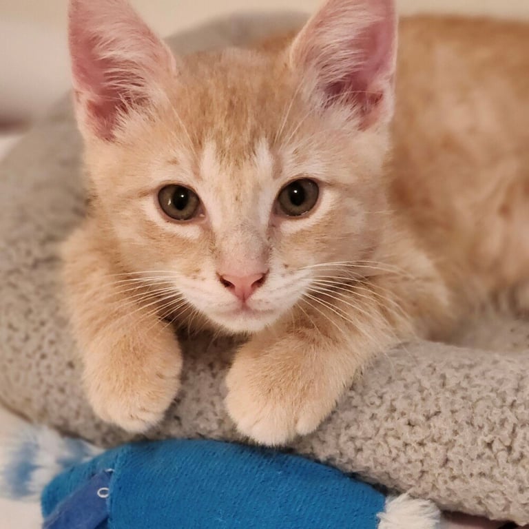 Obie Image