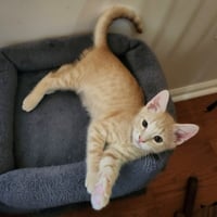 Obie - Photo 2