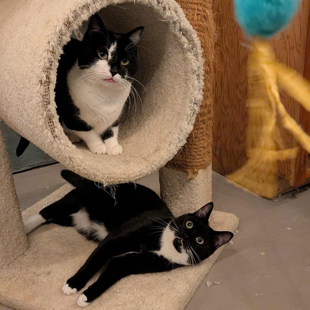 SKYE THEA - Domestic Short Hair available for adoption