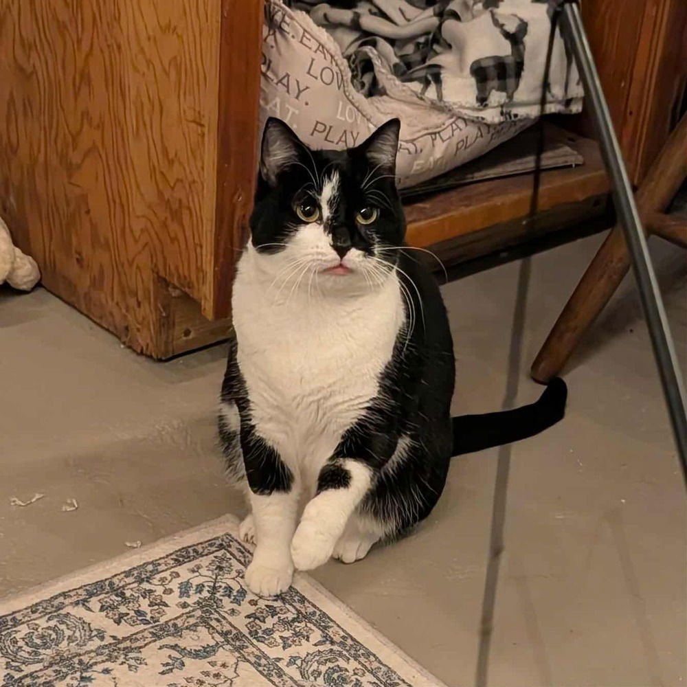 SKYE THEA - Domestic Short Hair available for adoption