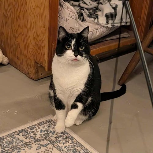 SKYE THEA - Domestic Short Hair available for adoption