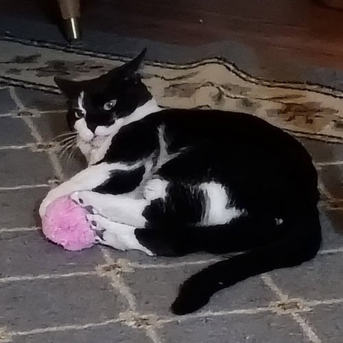 SKYE THEA - Domestic Short Hair available for adoption