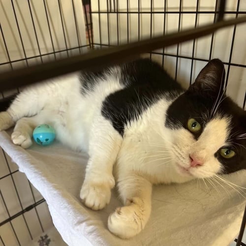 PILLIE - Domestic Short Hair available for adoption