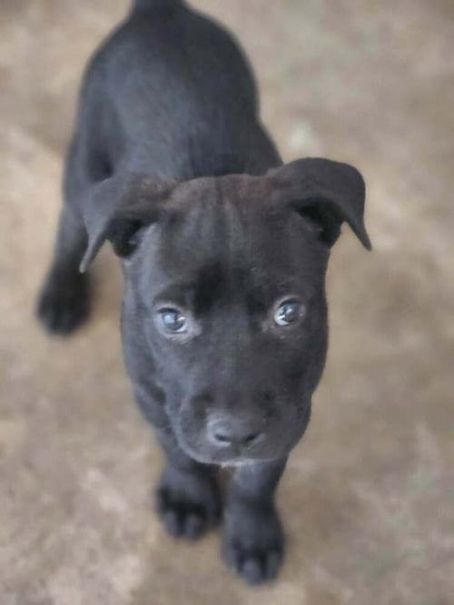 SIR CEDRIC - Terrier available for adoption