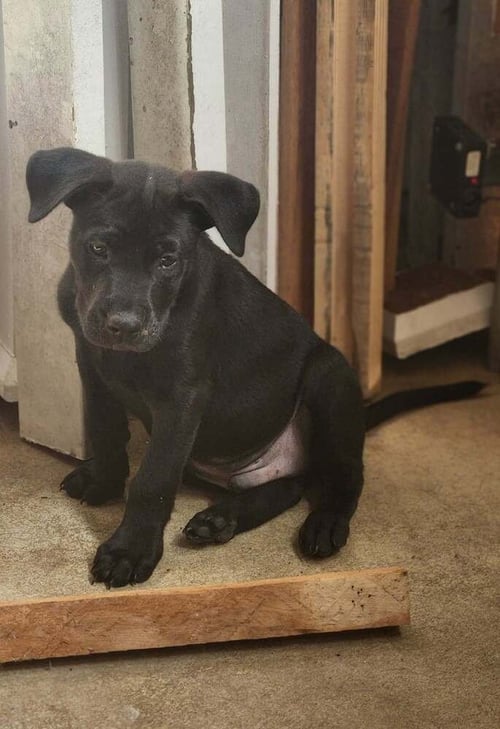 SIR CEDRIC - Terrier available for adoption