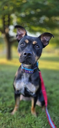 Pippa - Photo 1