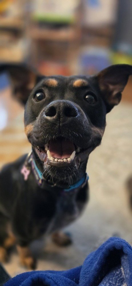 PIPPA - Feist available for adoption