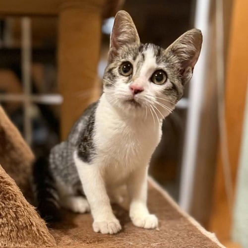 BIRDIE - Domestic Short Hair available for adoption