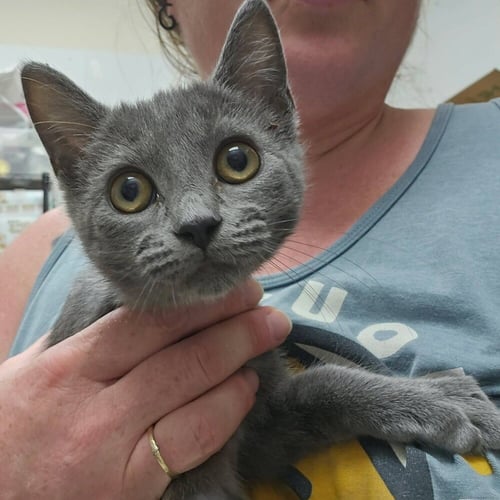 YAZID - Domestic Short Hair available for adoption