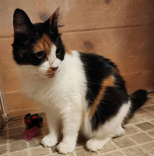 CHAKA - Domestic Medium Hair available for adoption