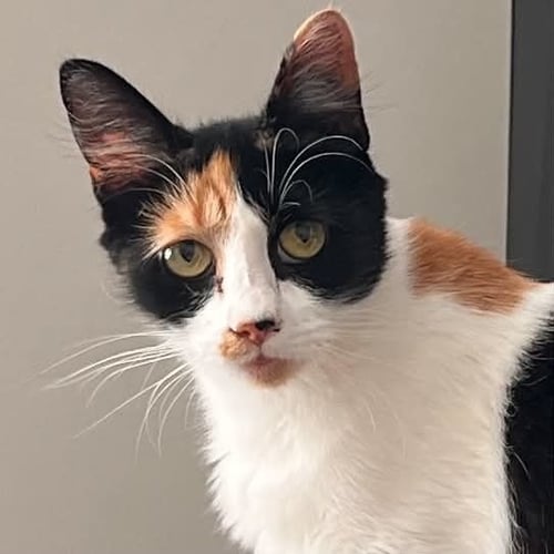 CHAKA - Domestic Medium Hair available for adoption