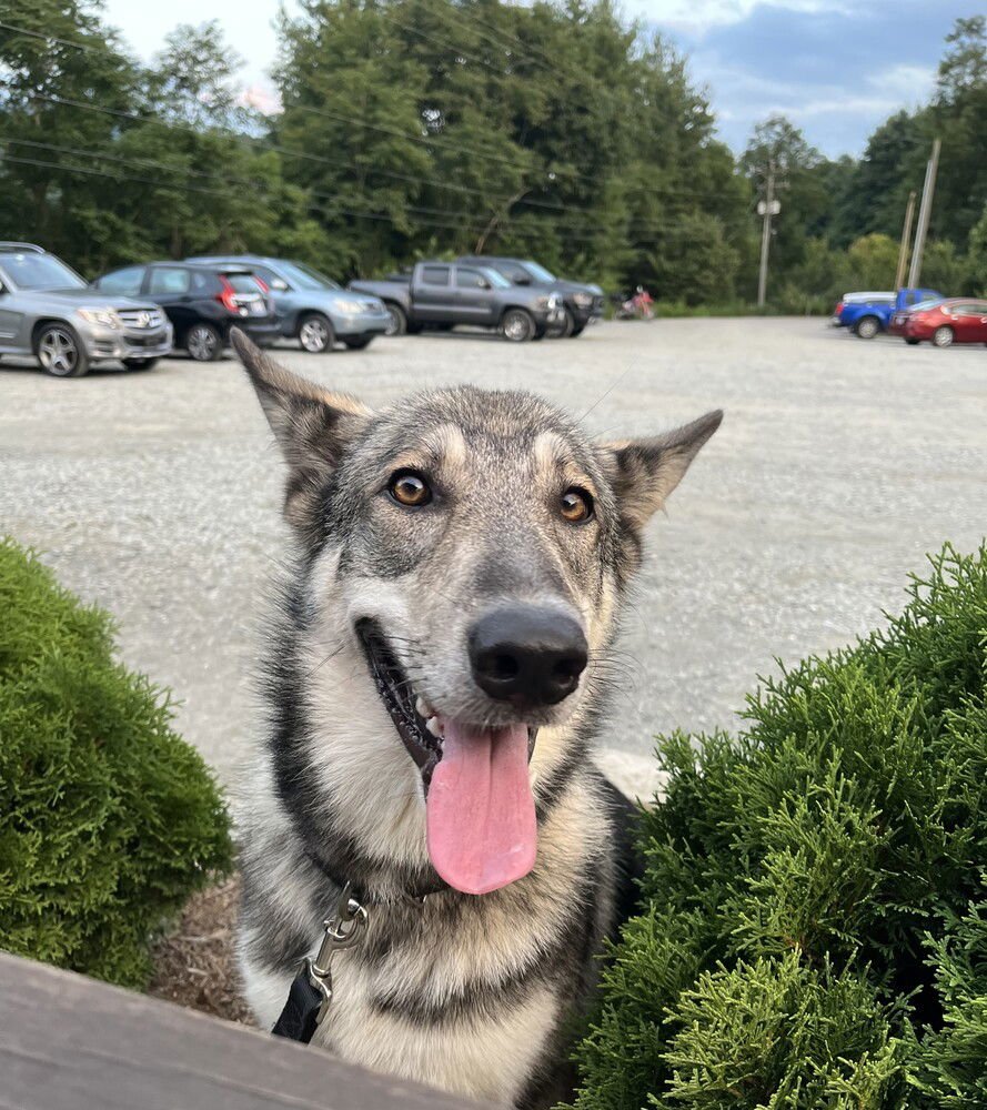 STELLA - German Shepherd Dog / Husky available for adoption