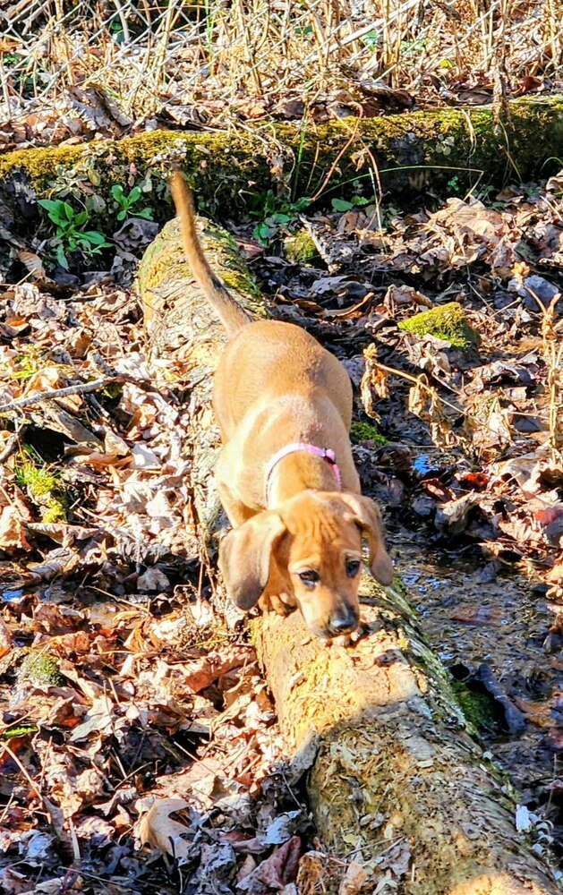 MILLIE - Terrier available for adoption