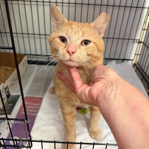FRANKIE - Domestic Short Hair available for adoption