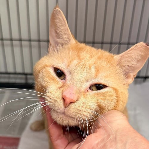 FRANKIE - Domestic Short Hair available for adoption