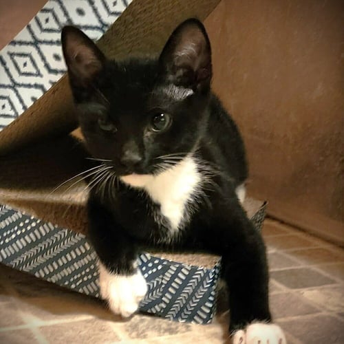 DION - Domestic Short Hair available for adoption