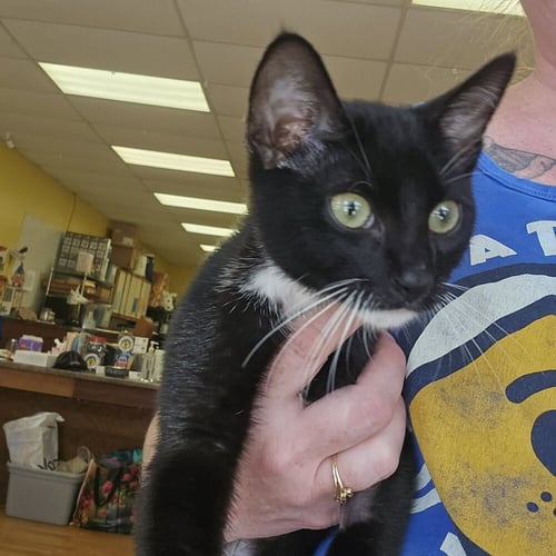 DION - Domestic Short Hair available for adoption