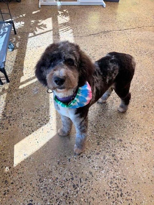 TROLLY - Poodle (unknown type) / Golden Retriever available for adoption