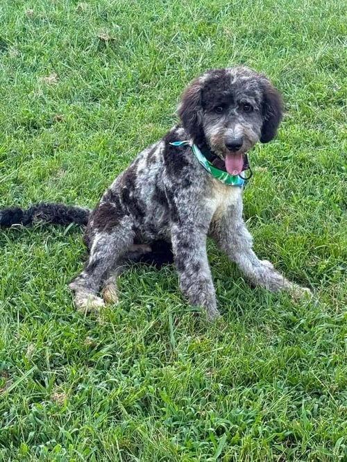 TROLLY - Poodle (unknown type) / Golden Retriever available for adoption