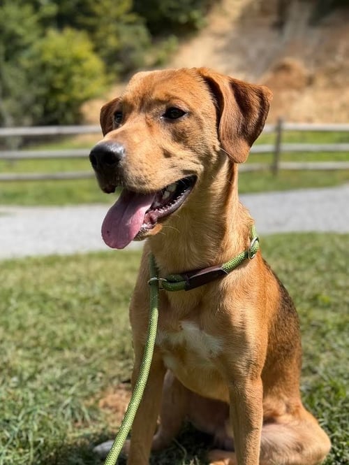 PUMPKIN - Hound available for adoption