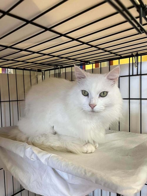 DAPPERLING - Domestic Long Hair available for adoption