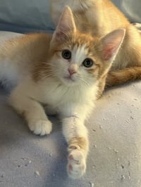 Wheat Thin - Photo 2