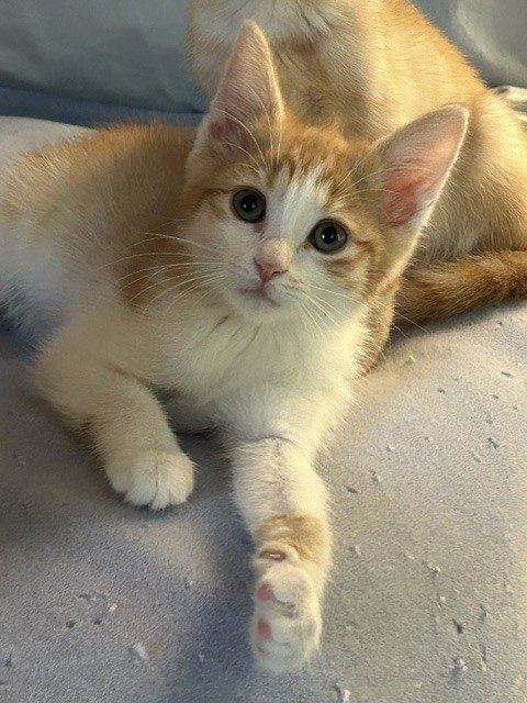 WHEAT THIN - Domestic Short Hair available for adoption